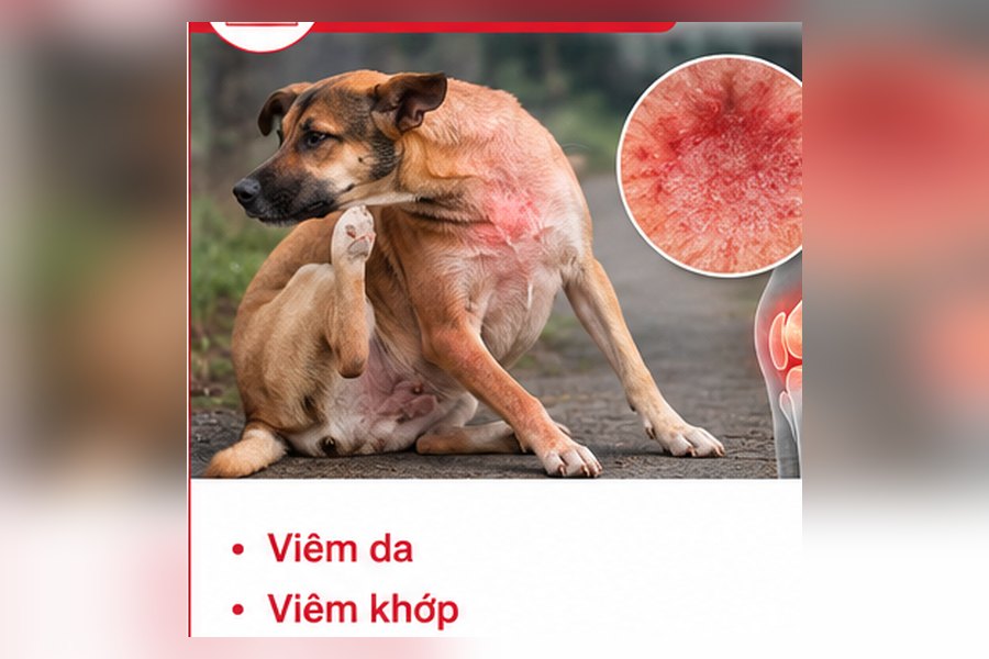 Minh họa viêm da trên vật nuôi