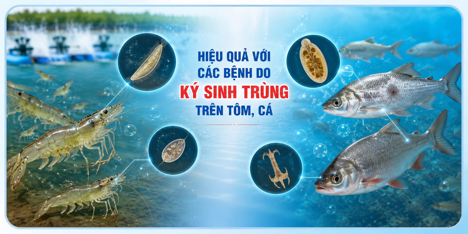 Hình minh họa ký sinh trùng trong nuôi trồng thủy sản