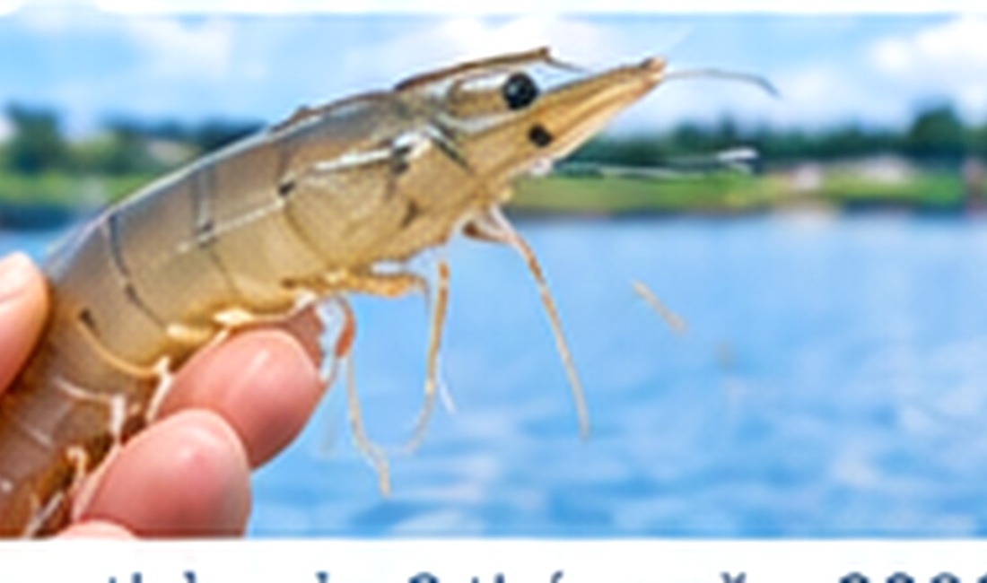 Shrimp farming and EHP management