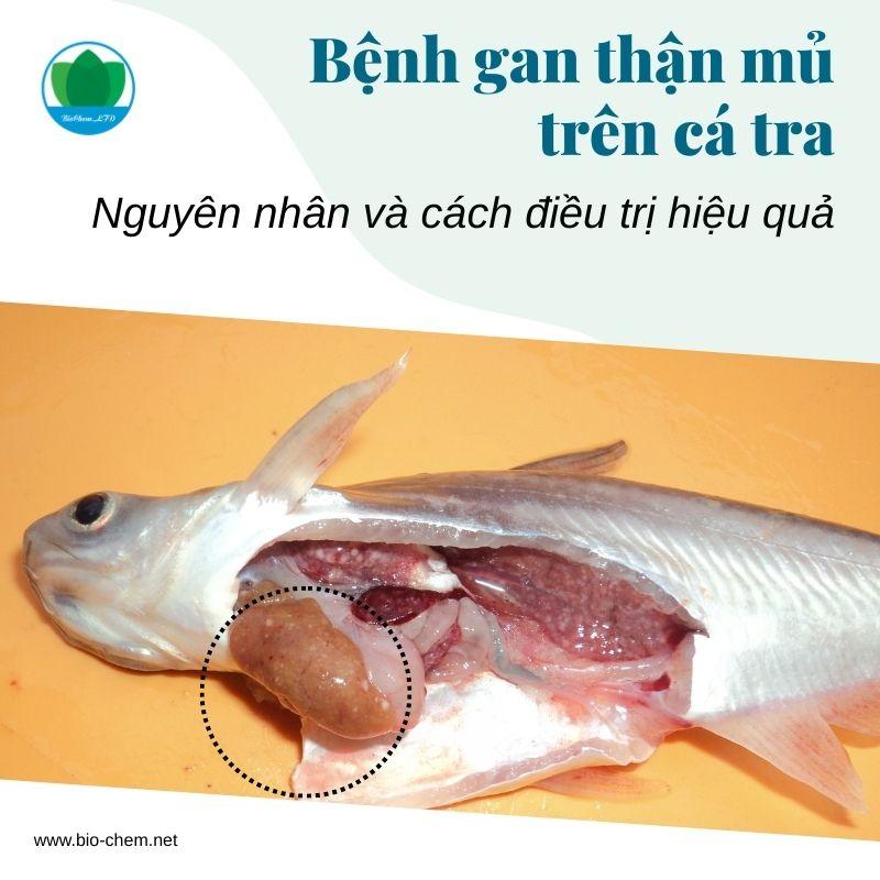 Hình minh họa bệnh gan thận mủ trên cá tra