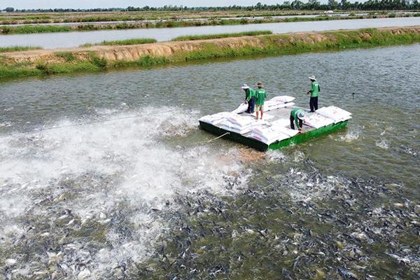 Nuôi cá tra tại Đồng bằng sông Cửu Long